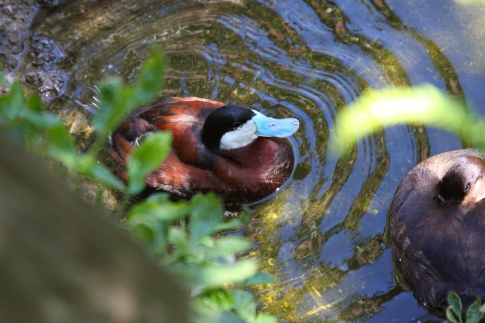 IMAGE: http://i97.photobucket.com/albums/l201/dufrenbk/Photography/IMG_0139.jpg