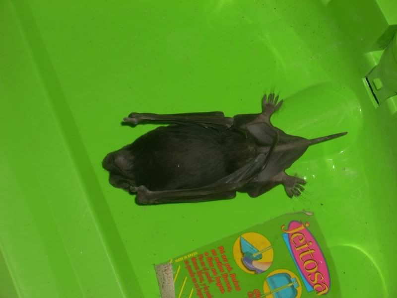 3rd dead bat