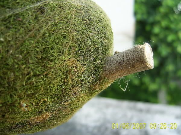 รูปภาพ