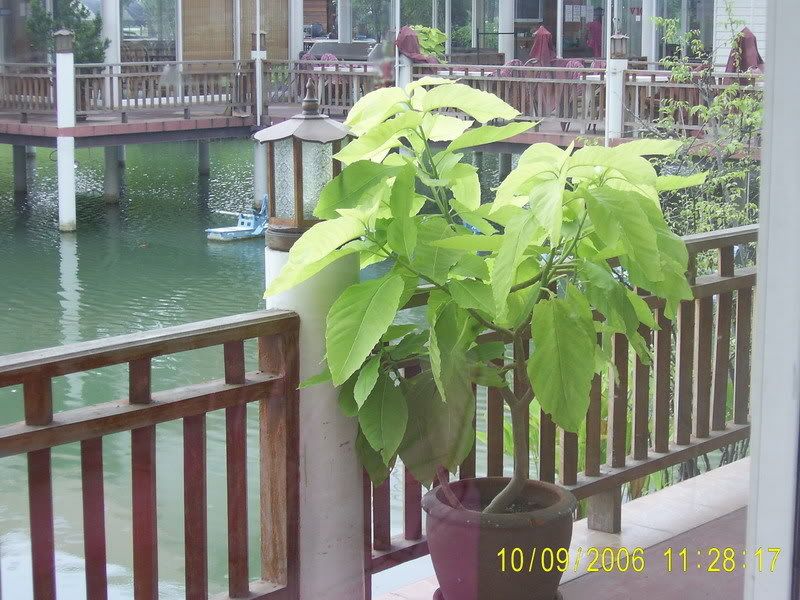 รูปภาพ