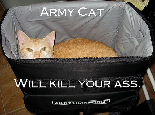cat-armycatwillkillyourass.jpg