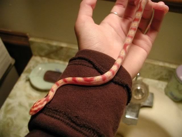 Petsnake10.jpg