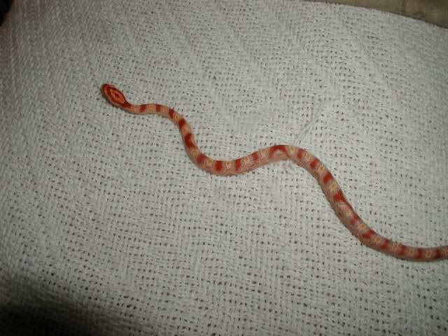 Petsnake11.jpg