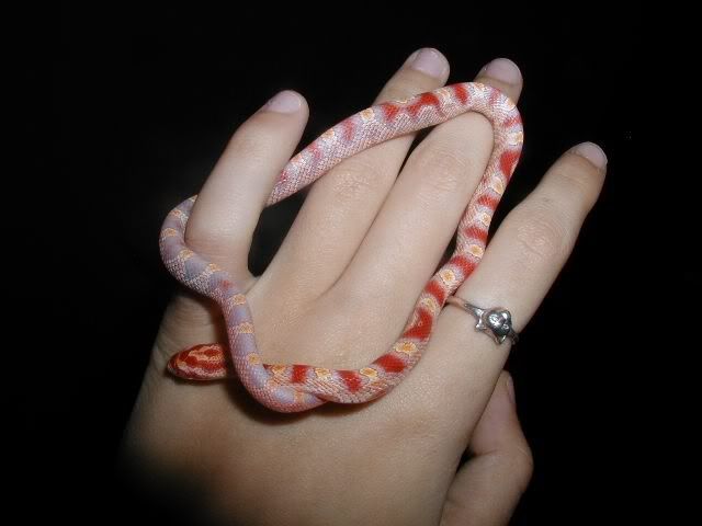 Petsnake19.jpg