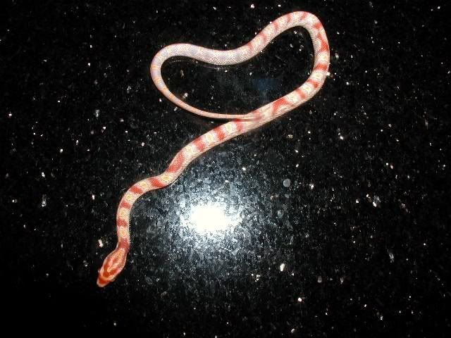 Petsnake2.jpg