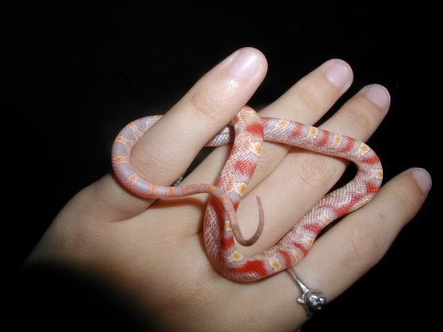 Petsnake21.jpg