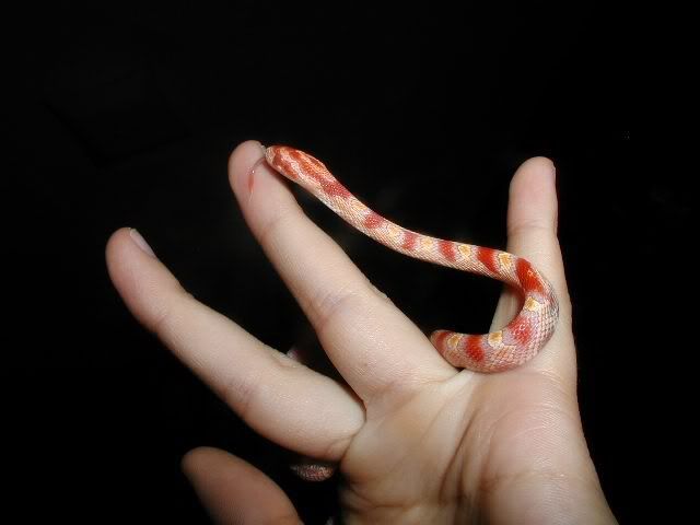 Petsnake26.jpg