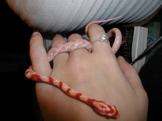 Petsnake28.jpg