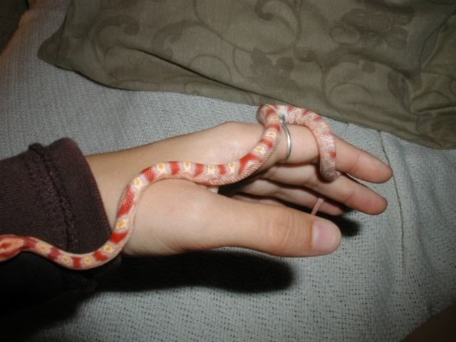 Petsnake6.jpg