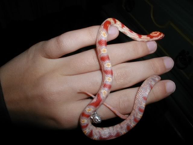 Petsnake7.jpg