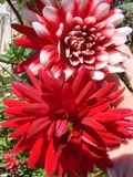 cactus dahlia