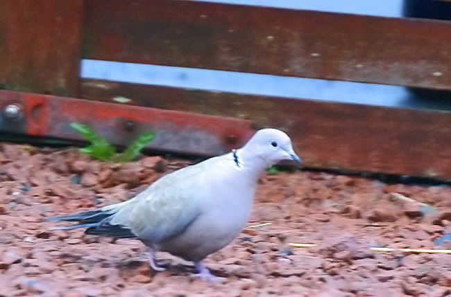 COLLARED-DOVE-B_filtered.jpg