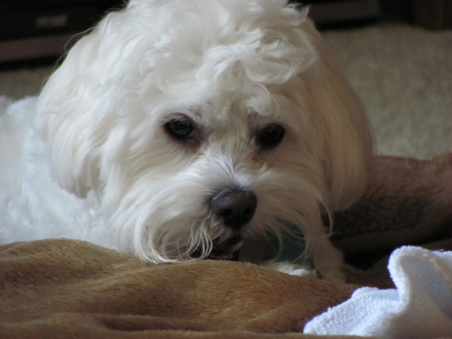 how to get rid of brown tear stains on white dogs