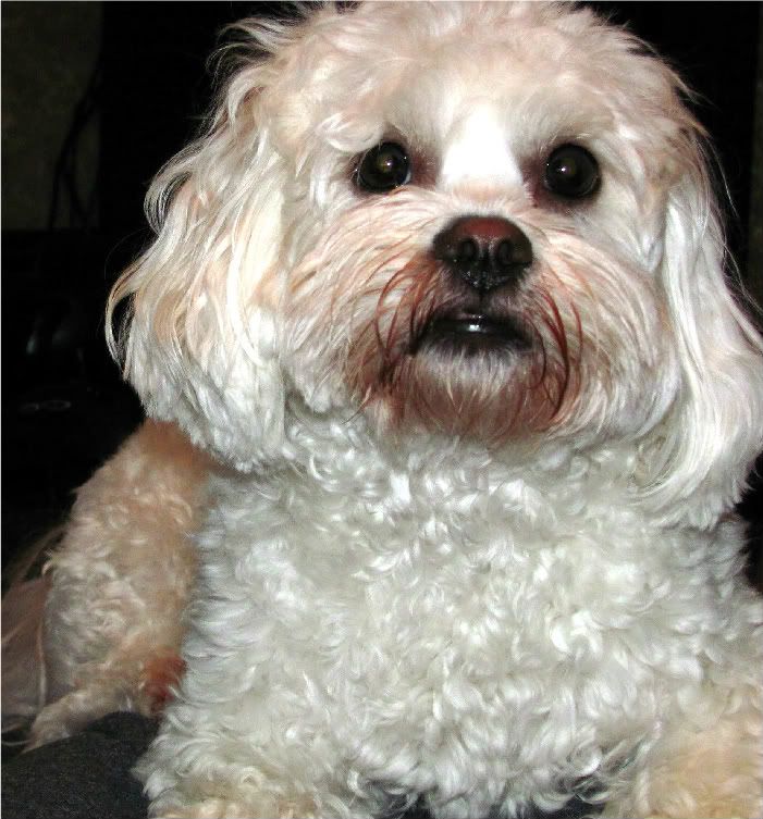 Tear Stains on White Dogs