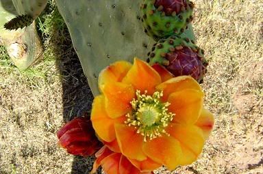 GiantPrickyPearBlooming.jpg