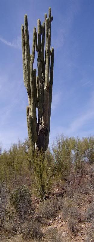 MightySaguaro.jpg