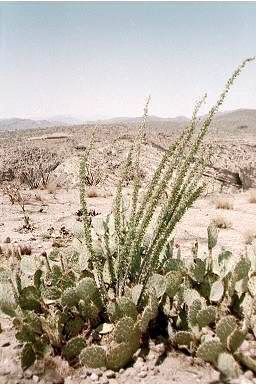 Ocotillo.jpg