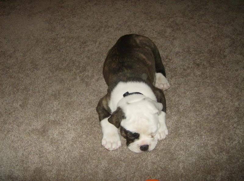 my new olde english bulldogge Puppy Forum and Dog Forums