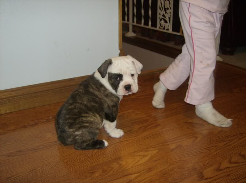 my new olde english bulldogge Puppy Forum and Dog Forums