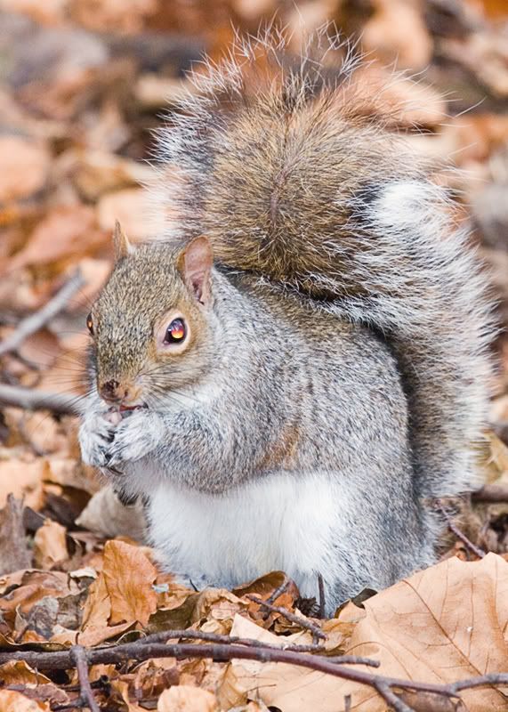 IMAGE: http://i97.photobucket.com/albums/l208/philbyuk/animals/squirrel2.jpg