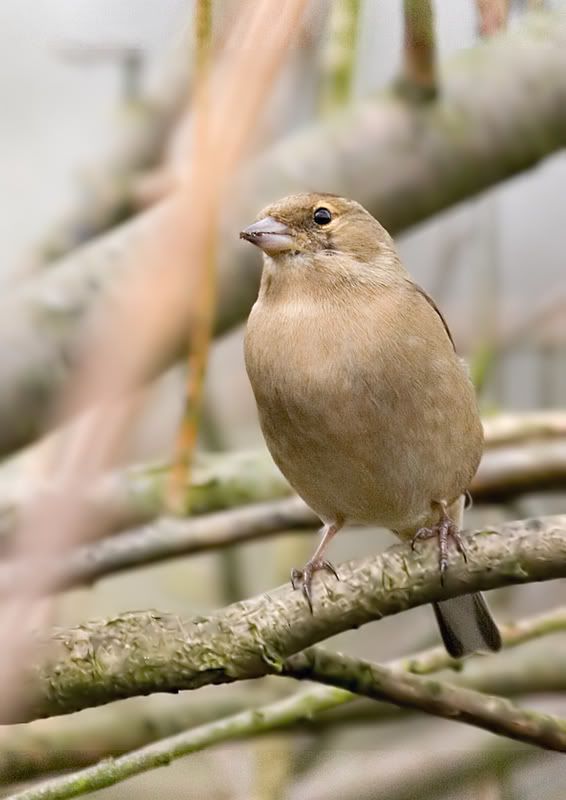 IMAGE: http://i97.photobucket.com/albums/l208/philbyuk/birds/birdselect.jpg