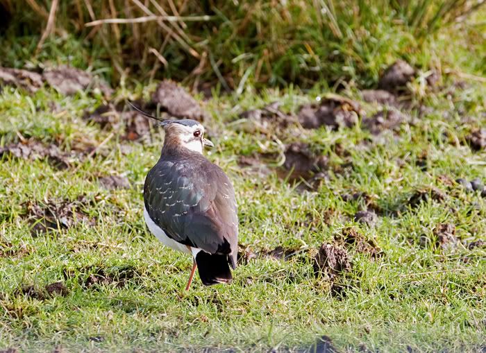 IMAGE: http://i97.photobucket.com/albums/l208/philbyuk/birds/lapwing.jpg