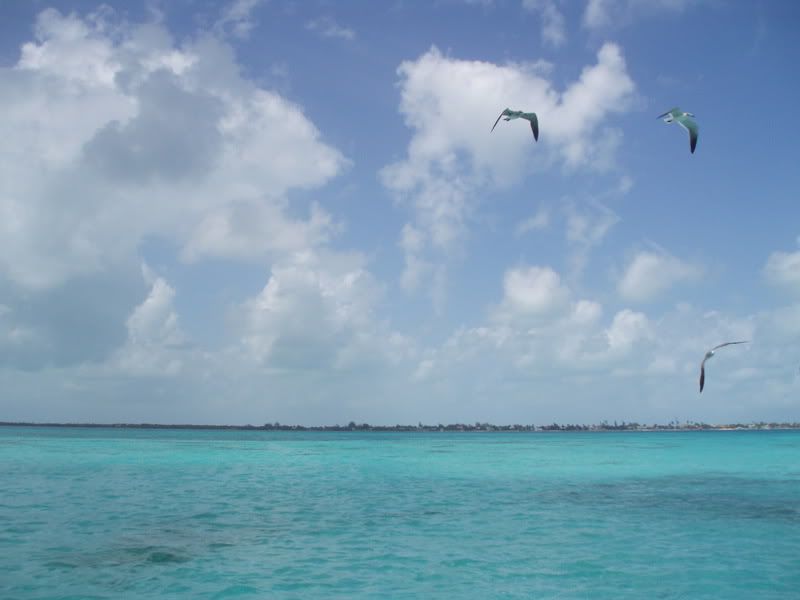 SeagullsflyingoverthereefinBelizeon.jpg Seagulls flying over the reef in Belize on 3-14-07 image arb76