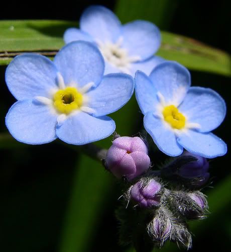 Forget-Me-Not Pictures, Images and Photos