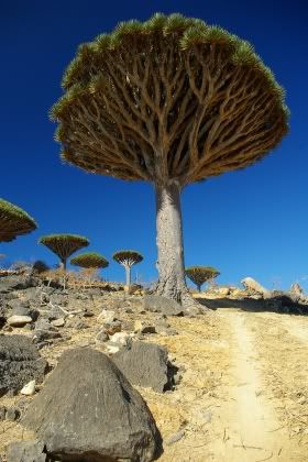 20090725-socotra3.jpg