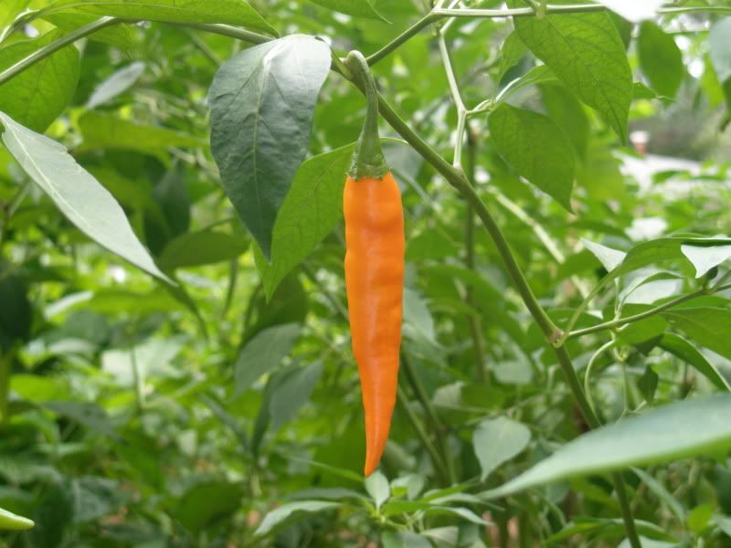 Orange+thai+pepper