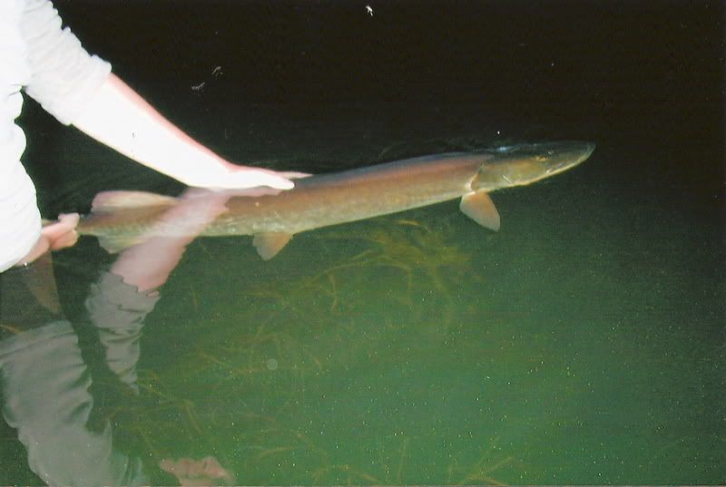 release over weed bed