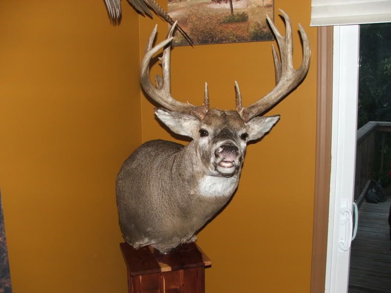 Bowbuck09001-1.jpg