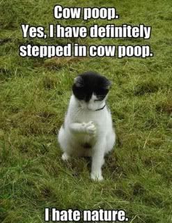 To cheer up all us bipolars
