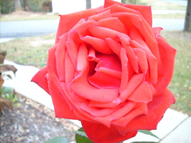 rose007.jpg