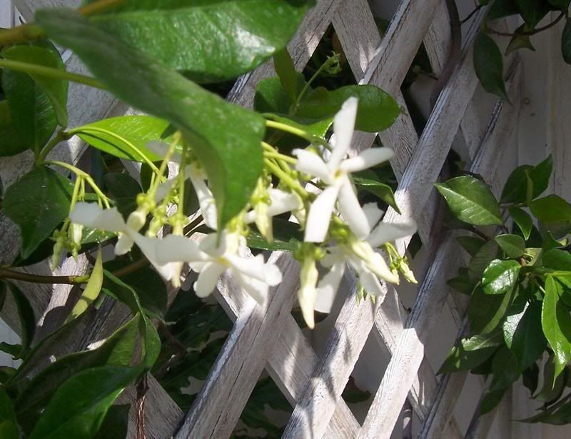 Star Jasmine