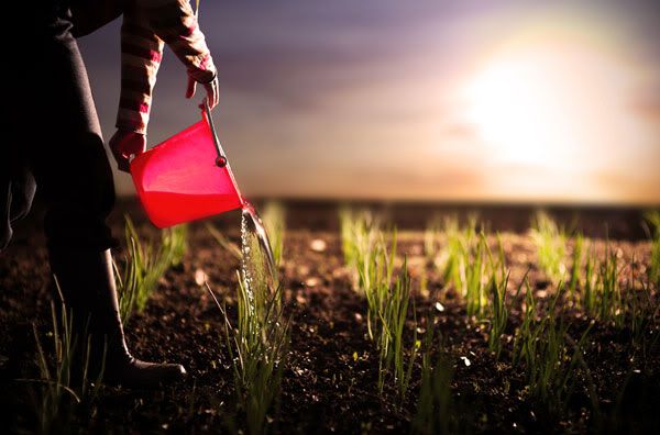 Watering Plants Pictures, Images and Photos