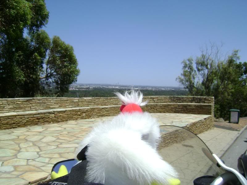 Chicken checking out Perth