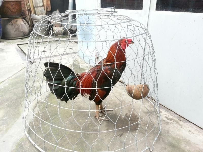 Bán gà tre đá tiền tại Q3 - TP.HCM ! - 5