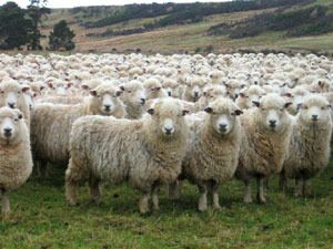 Beware the herd mentality. photo sheep_herd_zps3lvb0brl.jpg