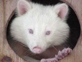 albino raccoon Pictures, Images and Photos