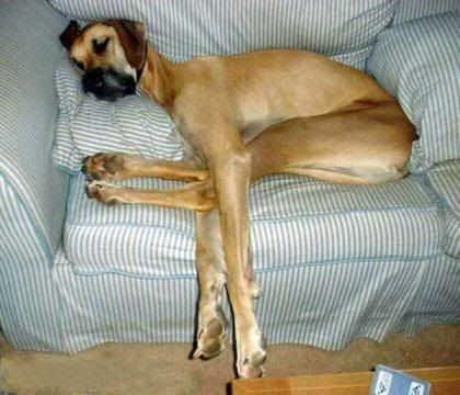 longlegged-dog.jpg