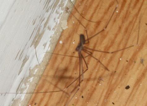 Pictures of florida house spiders Pictures of florida house spiders
