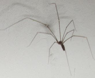 Pictures of florida house spiders Pictures of florida house spiders