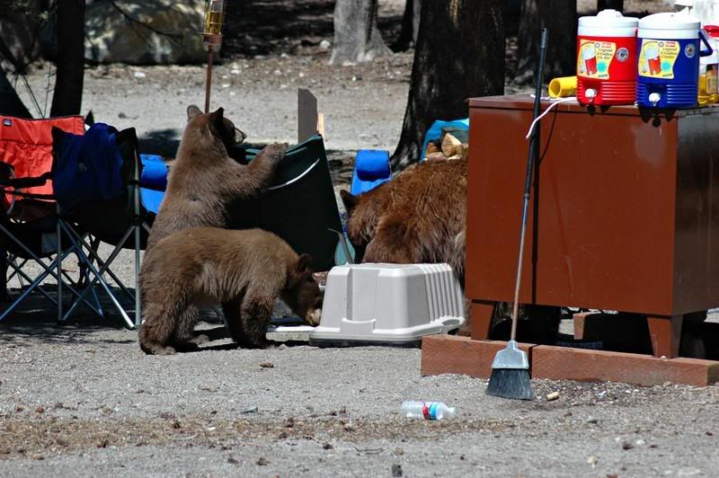 Mammoth Lakes Camping