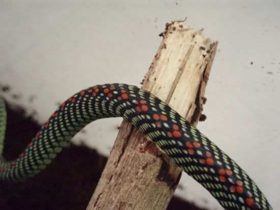 paradise_tree_snake_chrysopelea_-1.jpg