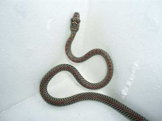 paradise_tree_snake_chrysopelea_par.jpg
