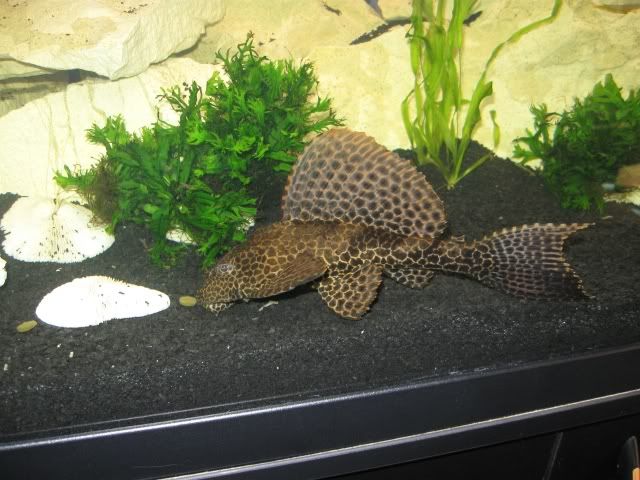 FISHTANK004.jpg