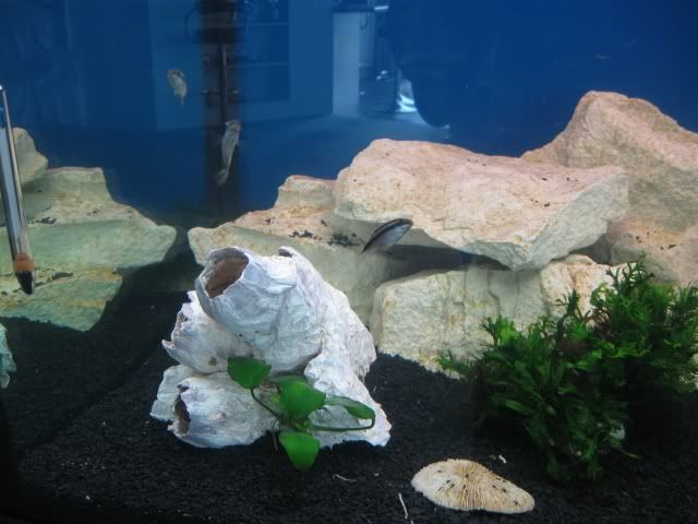 FISHTANK008.jpg