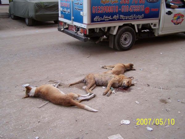 dogs in egypt