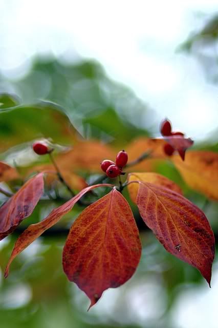 IMAGE: http://i97.photobucket.com/albums/l226/zelseman/IMG_5013.jpg